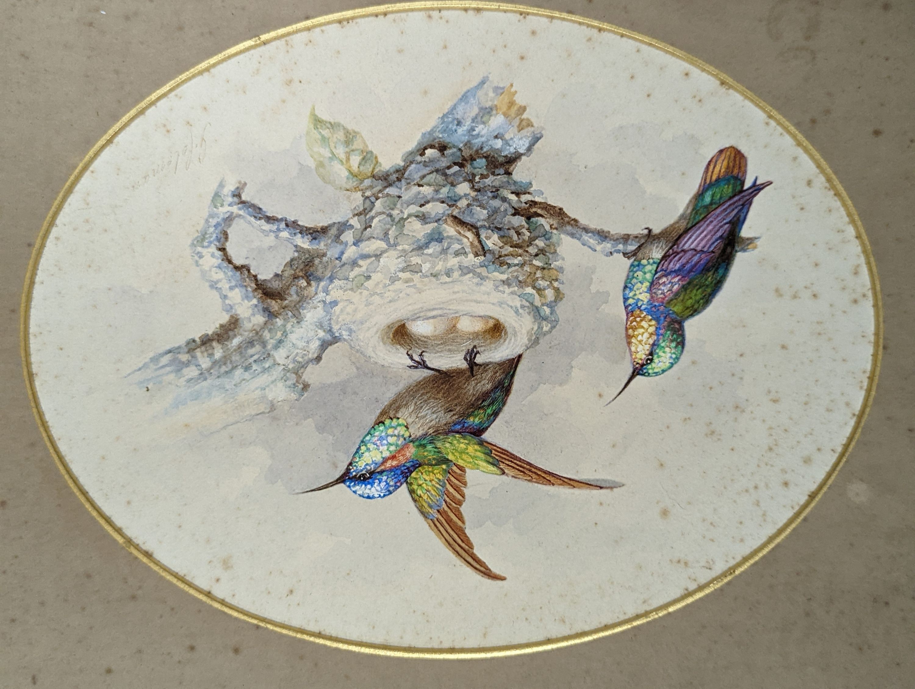 G. Coleman (19th C.), pair of watercolours, Hummingbirds beside nests, signed, 16 x 21cm, unframed